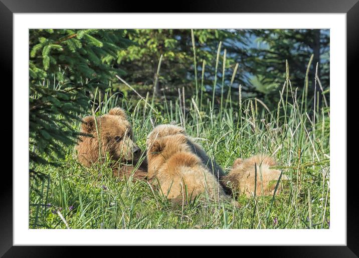 Triplet Bear Cubs Nursing, No. 1 Framed Mounted Print by Belinda Greb