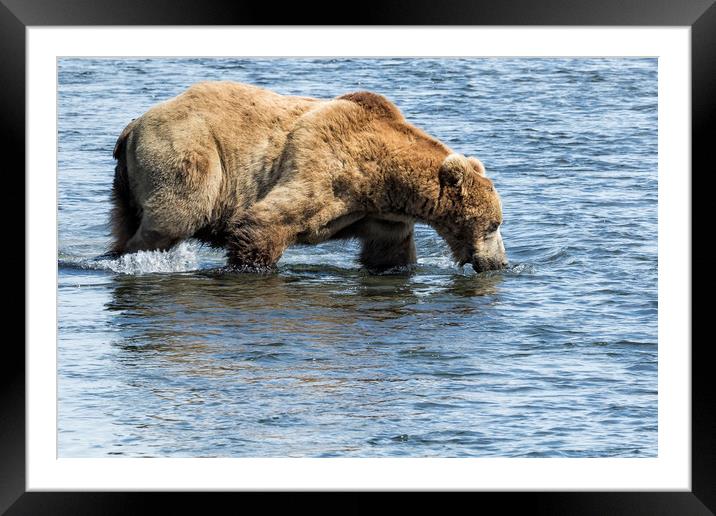 Brown Bear Going for a Dip Framed Mounted Print by Belinda Greb