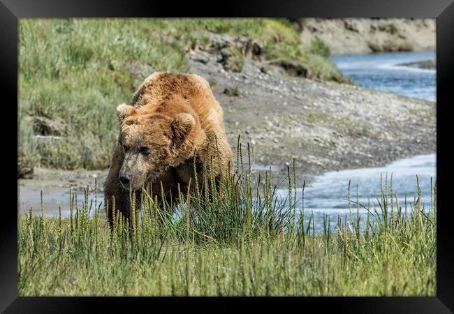 Brown Bear After His Dip Framed Print by Belinda Greb