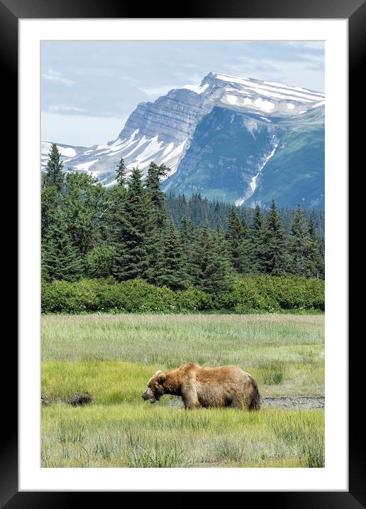Male Brown Bear at Lake Clark NP Framed Mounted Print by Belinda Greb