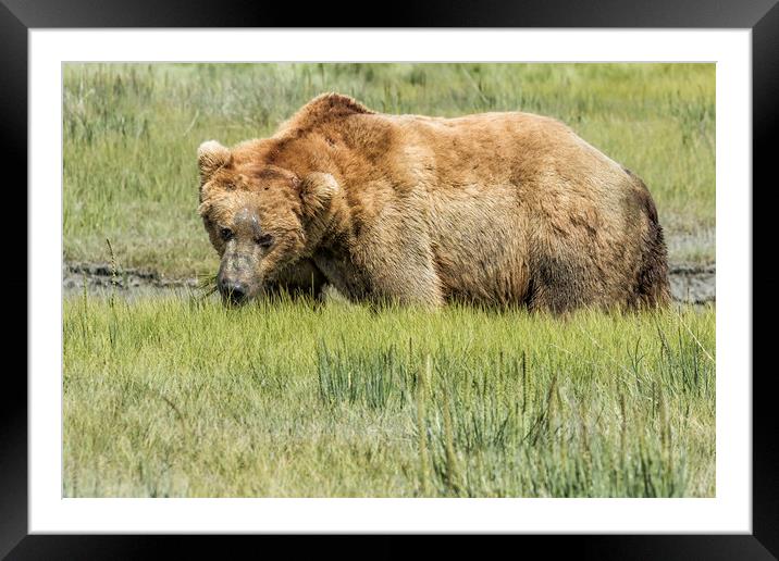 Back to the Business of Eating Framed Mounted Print by Belinda Greb