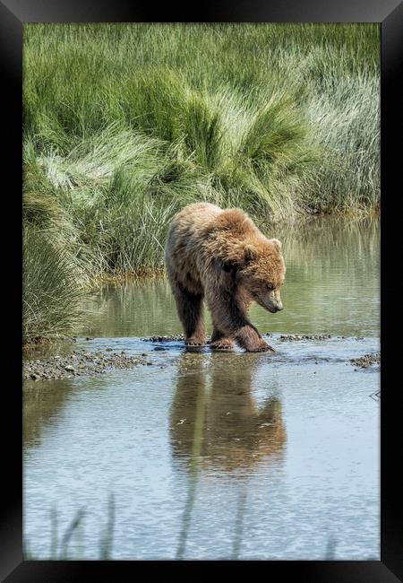 Brown Bear Cub Crossing a Stream Framed Print by Belinda Greb