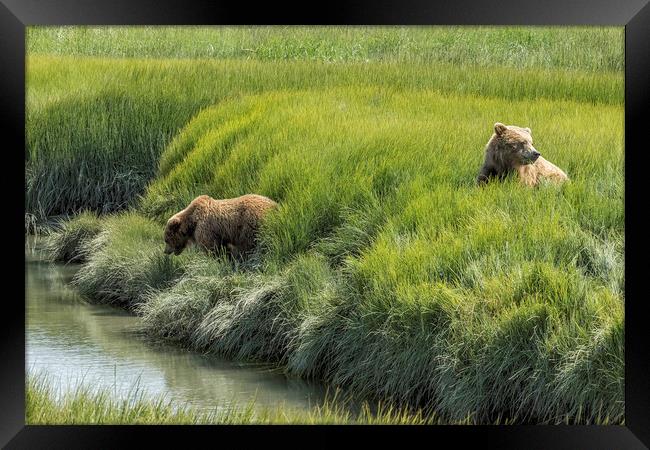 Two Brown Bear Cubs in a Meadow of Variegated Gree Framed Print by Belinda Greb