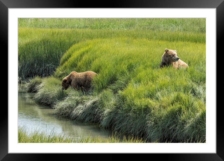 Two Brown Bear Cubs in a Meadow of Variegated Gree Framed Mounted Print by Belinda Greb