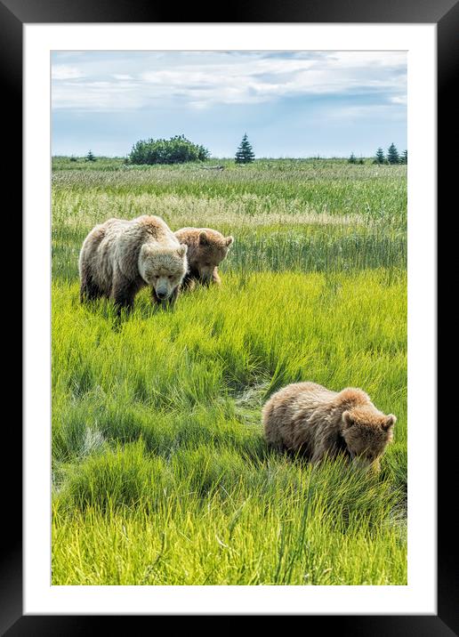 A Mother and Her Two Cubs, No. 3 Framed Mounted Print by Belinda Greb
