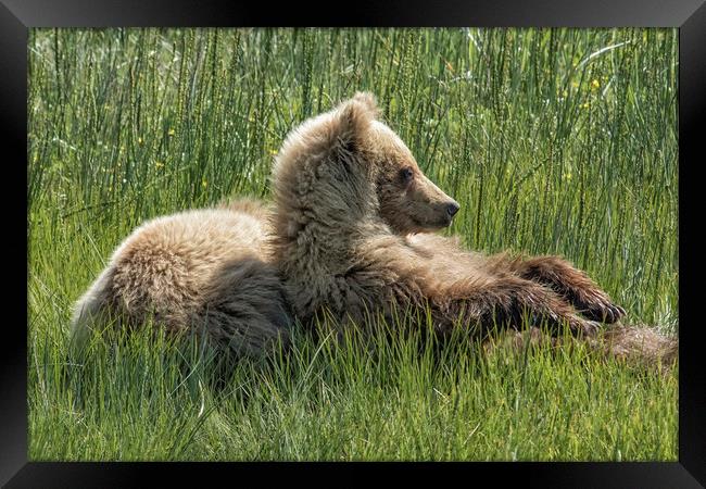 Settling Down Again - Bear Cubs, No. 6 Framed Print by Belinda Greb