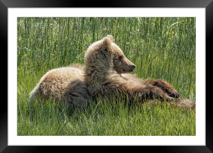 Settling Down Again - Bear Cubs, No. 6 Framed Mounted Print by Belinda Greb