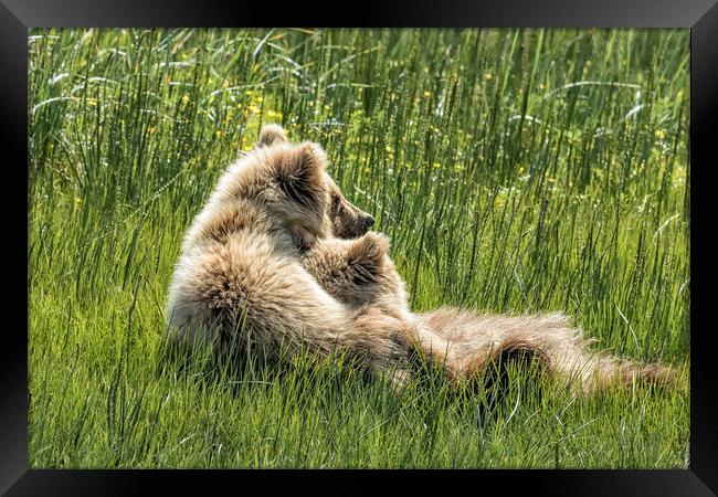 Best Friends Fur Ever - Bear Cubs, No. 8 Framed Print by Belinda Greb