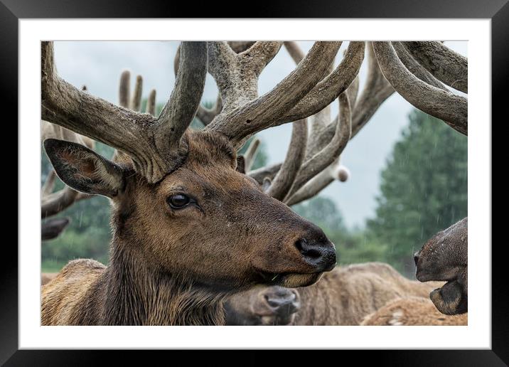 Elk and Antlers Framed Mounted Print by Belinda Greb