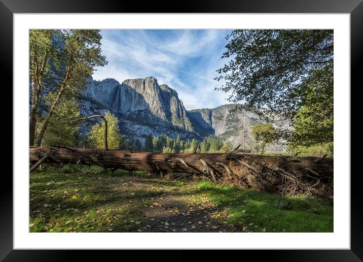 A Fallen Tree in Cook's Meadow Framed Mounted Print by Belinda Greb