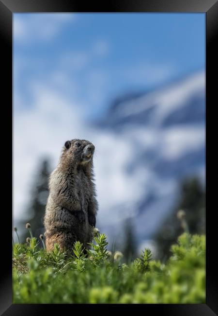 Marmot Checking Out His Neighborhood at Mount Rain Framed Print by Belinda Greb