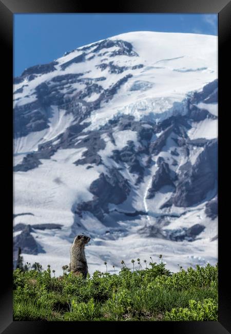 Marmot Checking Out His Neighborhood at Mount Rain Framed Print by Belinda Greb