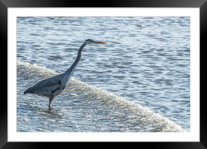 Great Blue Heron and Wave Framed Mounted Print by Belinda Greb