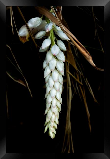 White Shell Ginger Flowers Framed Print by Belinda Greb