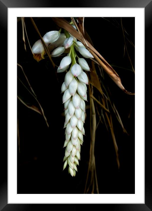 White Shell Ginger Flowers Framed Mounted Print by Belinda Greb
