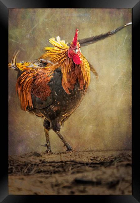 Kauai Rooster Framed Print by Belinda Greb