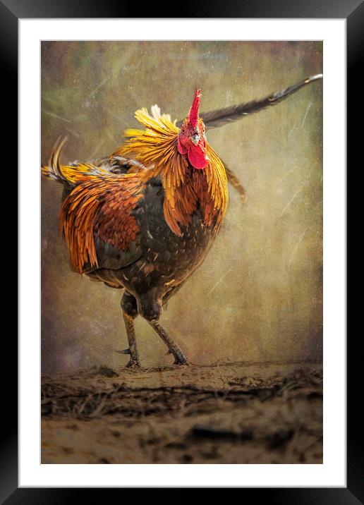 Kauai Rooster Framed Mounted Print by Belinda Greb