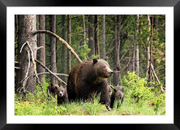 A Walk Through the Forest - Grizzly 399 and Her Fo Framed Mounted Print by Belinda Greb