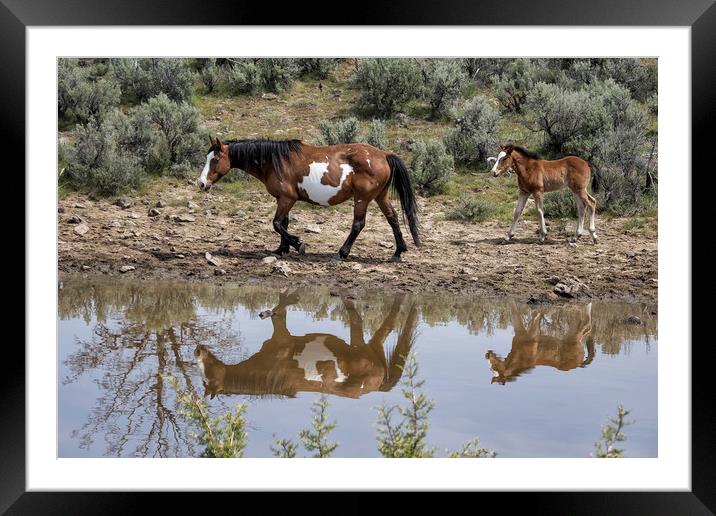 Matching Pair - South Steens Mustangs Framed Mounted Print by Belinda Greb