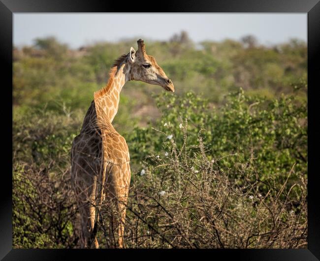 Young Giraffe at Damaraland, Namibia Framed Print by Belinda Greb