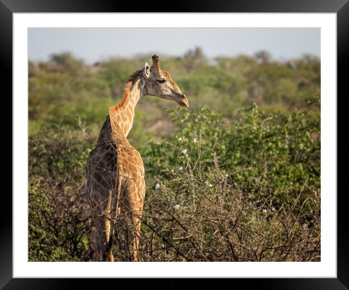 Young Giraffe at Damaraland, Namibia Framed Mounted Print by Belinda Greb