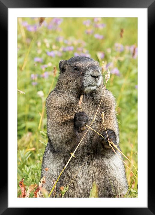 Hoary Marmot Pulling a Stalk Framed Mounted Print by Belinda Greb