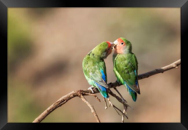 Rosy Faced Lovebird Kisses Framed Print by Belinda Greb
