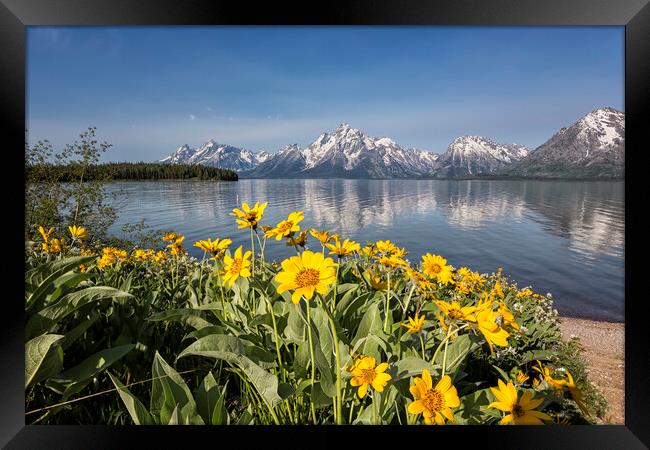 Flowers by Jackson Lake, Grand Tetons Framed Print by Belinda Greb