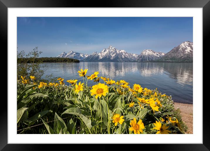 Flowers by Jackson Lake, Grand Tetons Framed Mounted Print by Belinda Greb