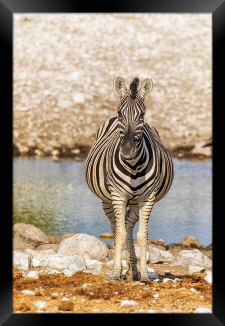 Pregnant Plains Zebra Framed Print by Belinda Greb