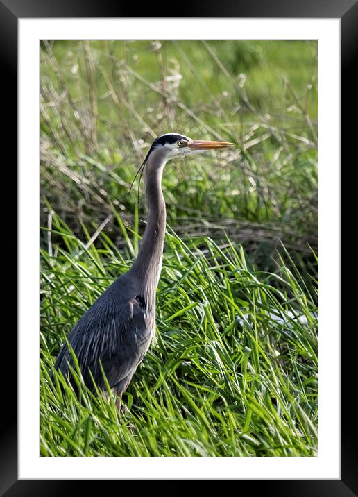 Great Blue Heron in the Grass Framed Mounted Print by Belinda Greb