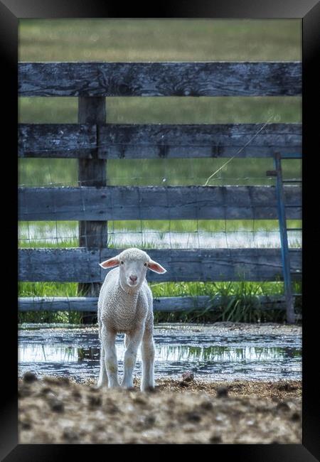 Little Lamb with Big Ears  Framed Print by Belinda Greb
