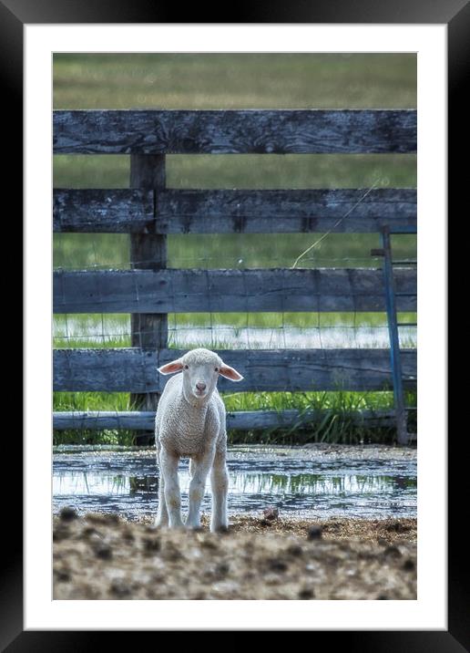 Little Lamb with Big Ears  Framed Mounted Print by Belinda Greb