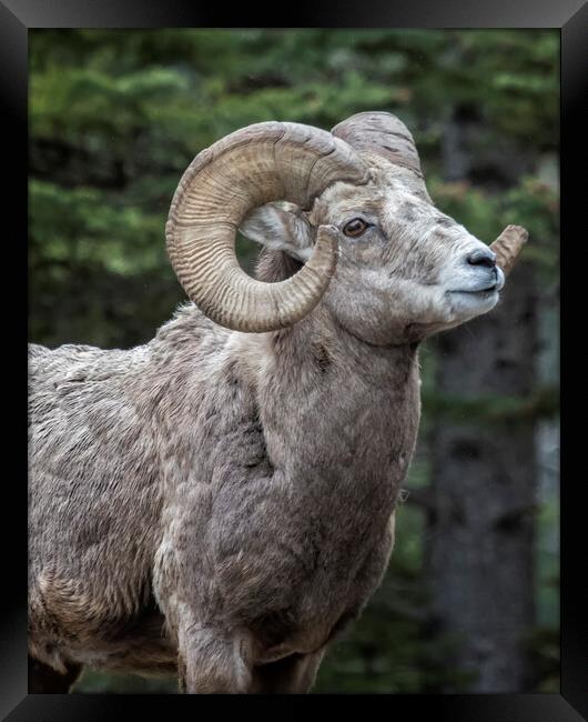 Ram's Best Side Framed Print by Belinda Greb