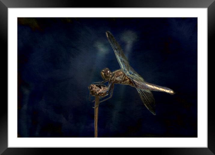 Female Widow Skimmer at Delta Pond, No. 1 Painterly Framed Mounted Print by Belinda Greb