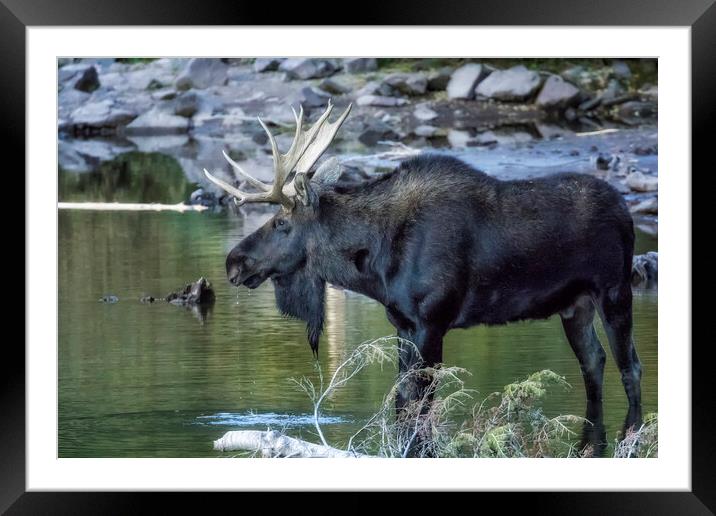 Bull Moose Contemplating Where to Go Framed Mounted Print by Belinda Greb