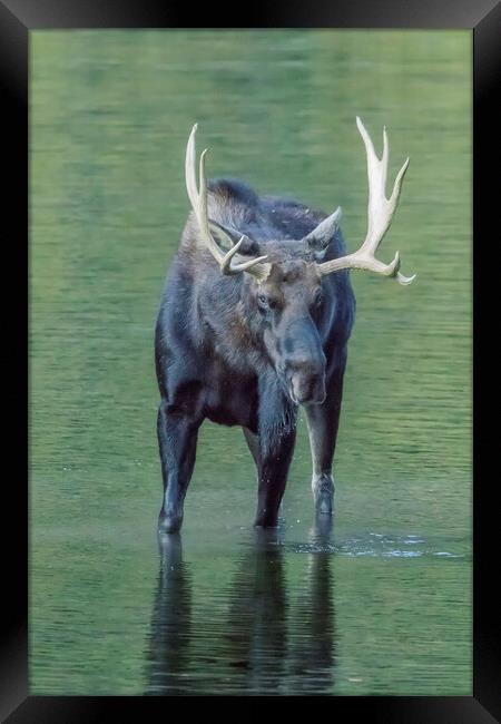 Bull Moose Checking Out The People, No. 2 Framed Print by Belinda Greb