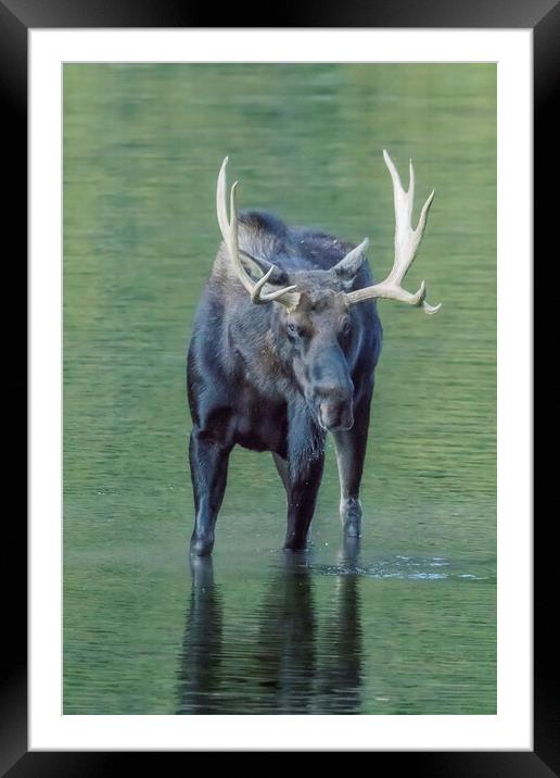 Bull Moose Checking Out The People, No. 2 Framed Mounted Print by Belinda Greb