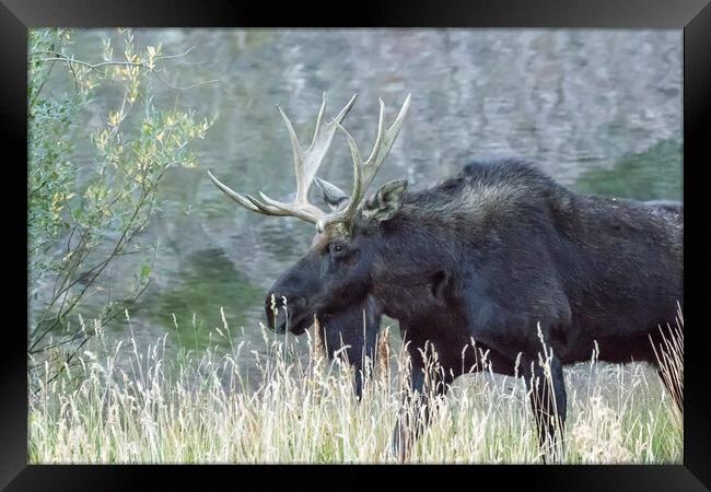 Bull Moose Walking Alongside Maroon Lake, No. 1 Framed Print by Belinda Greb