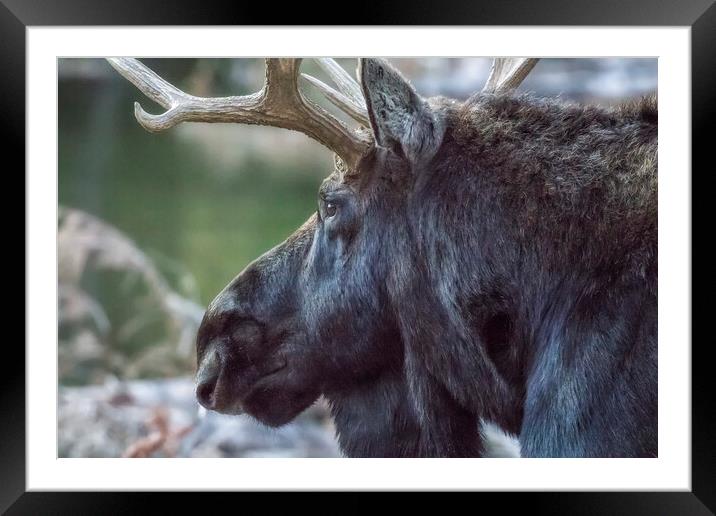 Close-up of a Bull Moose Framed Mounted Print by Belinda Greb