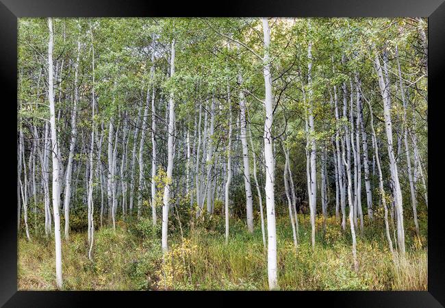 Aspens Along the Road to Maroon Bells, No. 2 Framed Print by Belinda Greb