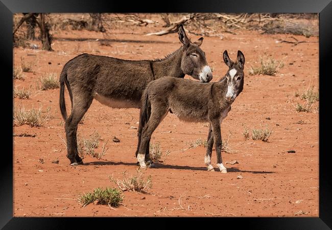 Donkeys in Damaraland Framed Print by Belinda Greb
