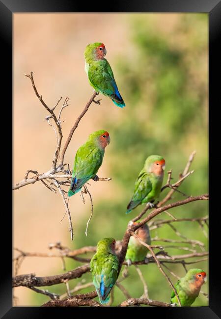Wild Parrots by the Pool Framed Print by Belinda Greb