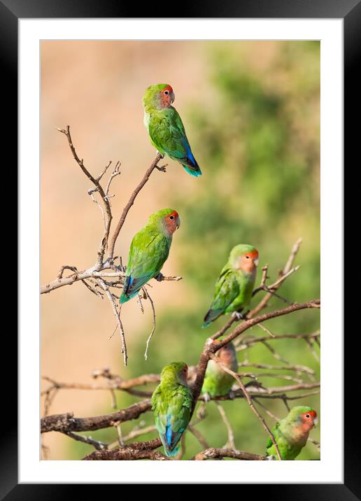 Wild Parrots by the Pool Framed Mounted Print by Belinda Greb