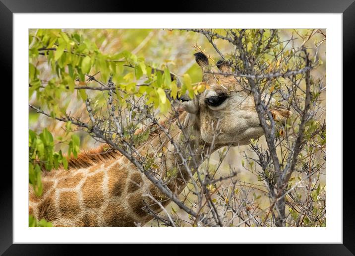 Giraffe Dining on Leaves Framed Mounted Print by Belinda Greb