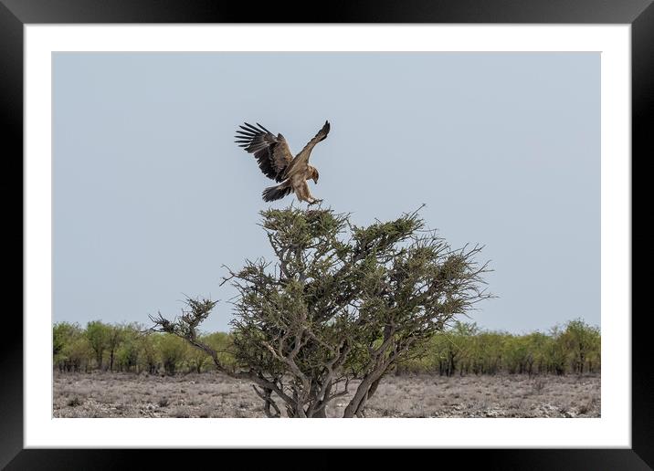 Tawny Eagle Landing on Tree Framed Mounted Print by Belinda Greb