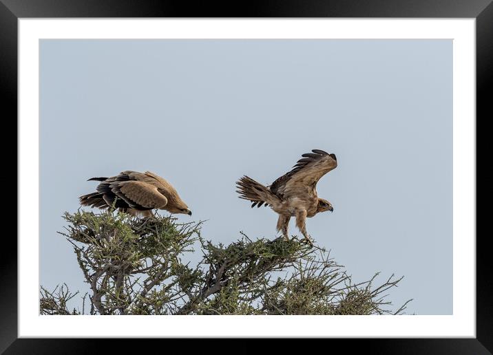 Two Tawny Eagles in a Tree, No. 1 Framed Mounted Print by Belinda Greb