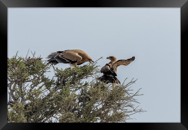Two Tawny Eagles in a Tree, No. 3 Framed Print by Belinda Greb