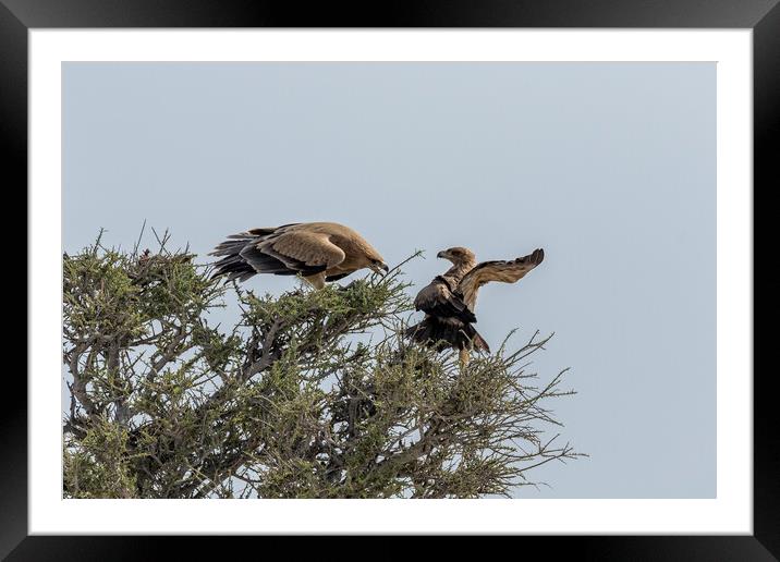 Two Tawny Eagles in a Tree, No. 3 Framed Mounted Print by Belinda Greb