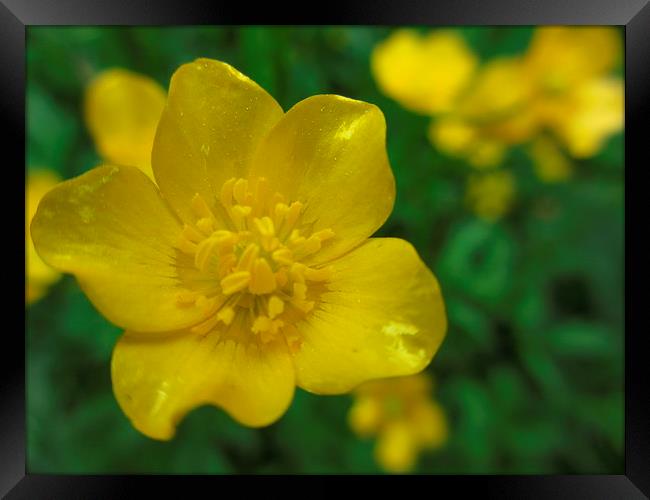 Best Buttercup Framed Print by Martin Howard